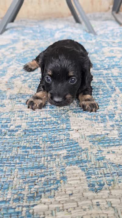 Americano, a female Miniature Dachshund for sale in Goshen, IN – 6 of 6