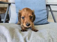 Eli, a male Miniature Dachshund for sale in Goshen, IN – 4 of 5
