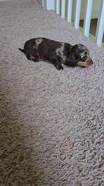 Mitzi, a female Miniature Dachshund for sale in Goshen, IN – 5 of 5