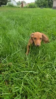 Dalgona, a male Miniature Dachshund for sale in Goshen, IN – 5 of 7