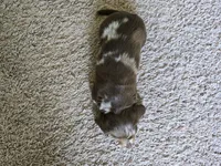 Mochi, a female Miniature Dachshund for sale in Goshen, IN – 5 of 6
