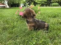 Affogato, a male Miniature Dachshund for sale in Goshen, IN – 3 of 6
