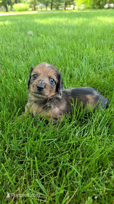 Affogato – Miniature Dachshund puppy for sale in Goshen, IN