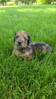 Affogato, a male Miniature Dachshund for sale in Goshen, IN – 1 of 5