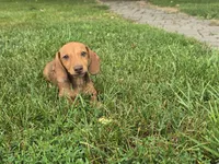 Dalgona, a male Miniature Dachshund for sale in Goshen, IN – 2 of 7