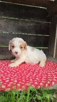Buttercup, a female Cavapoo for sale in Goshen, IN – 2 of 5