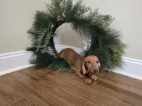 Dalgona, a male Miniature Dachshund for sale in Goshen, IN – 3 of 6