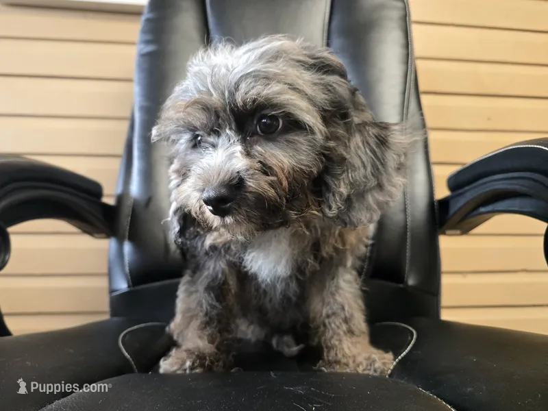 Lilac – Cavapoo puppy for sale in Goshen, IN