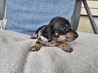 Espresso, a female Miniature Dachshund for sale in Goshen, IN – 4 of 5