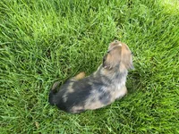 Affogato, a male Miniature Dachshund for sale in Goshen, IN – 3 of 5