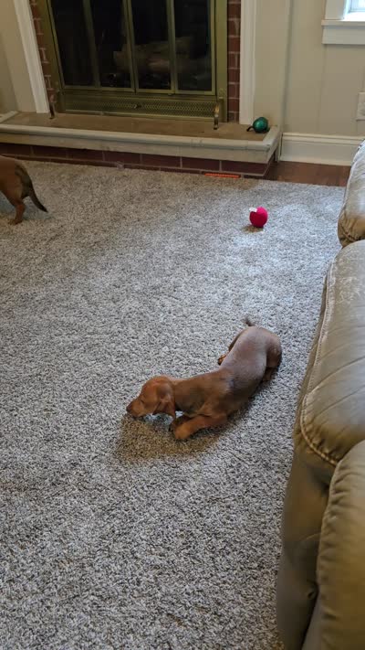 Dalgona, a male Miniature Dachshund for sale in Goshen, IN – 6 of 6