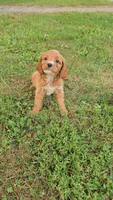 Rose, a female Cavapoo for sale in Goshen, IN – 4 of 7