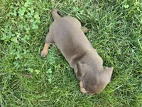 Cocoa, a female Miniature Dachshund for sale in Goshen, IN – 2 of 5