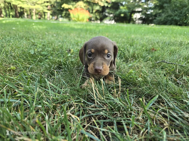 Mocha – Miniature Dachshund puppy for sale in Goshen, IN