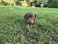 Mocha, a female Miniature Dachshund for sale in Goshen, IN – 1 of 5