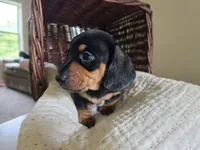 Sven, a male Miniature Dachshund for sale in Goshen, IN – 3 of 5