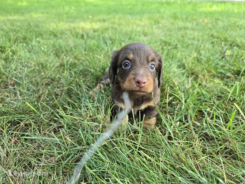 Zuri – Miniature Dachshund puppy for sale in Goshen, IN