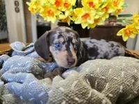 Stretch, a male Miniature Dachshund for sale in Goshen, IN – Photo 4 of 6