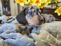 Stretch, a male Miniature Dachshund for sale in Goshen, IN – Photo 3 of 6