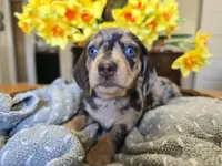 Stretch, a male Miniature Dachshund for sale in Goshen, IN – Photo 1 of 6