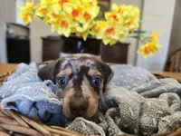 Stretch, a male Miniature Dachshund for sale in Goshen, IN – Photo 2 of 6