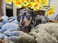 Stretch, a male Miniature Dachshund for sale in Goshen, IN – Photo 6 of 6