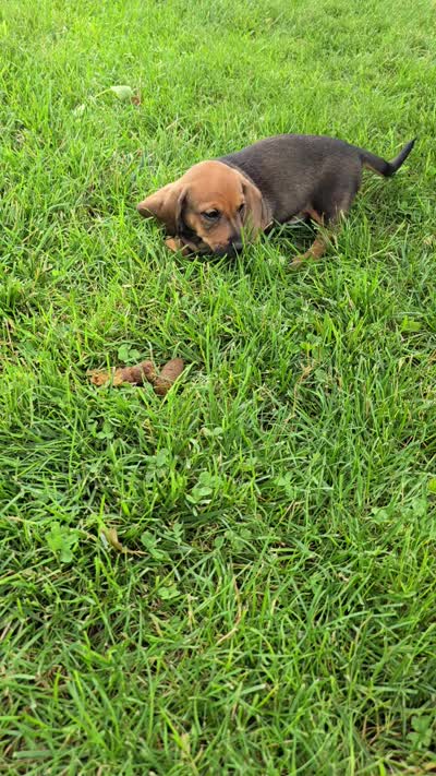 Cortado, a male Miniature Dachshund for sale in Goshen, IN – 5 of 5