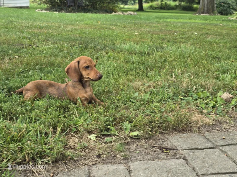 Dalgona – Miniature Dachshund puppy for sale in Goshen, IN