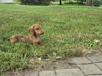 Dalgona, a male Miniature Dachshund for sale in Goshen, IN – 1 of 7