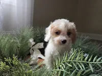 Buttercup, a female Cavapoo for sale in Goshen, IN – 3 of 5
