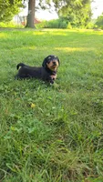 Zelda, a male Miniature Dachshund for sale in Goshen, IN – 2 of 5