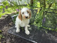 Mario, a male Cavapoo for sale in Goshen, IN – 1 of 5