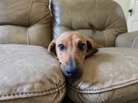 Cortado, a male Miniature Dachshund for sale in Goshen, IN – 3 of 5