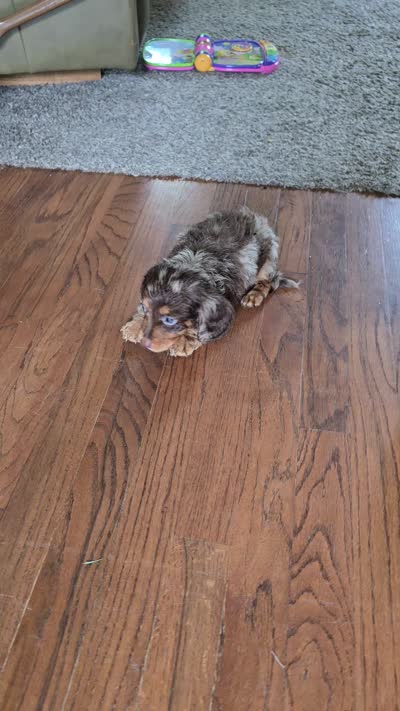Douggie, a male Miniature Dachshund for sale in Goshen, IN – 5 of 5