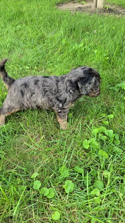 Hemlock, a male Cavapoo for sale in Goshen, IN – 6 of 6
