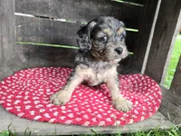 Hemlock, a male Cavapoo for sale in Goshen, IN – 2 of 6