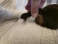 Wrigley, a female Miniature Dachshund for sale in Goshen, IN – Photo 5 of 5