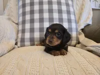 Wrigley, a female Miniature Dachshund for sale in Goshen, IN – Photo 2 of 5