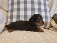 Wrigley, a female Miniature Dachshund for sale in Goshen, IN – Photo 4 of 5