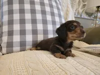 Wrigley, a female Miniature Dachshund for sale in Goshen, IN – Photo 3 of 5