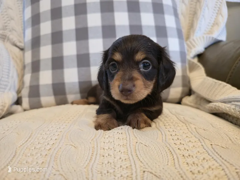 Wrigley, a female Miniature Dachshund for sale in Goshen, IN – Photo 1 of 5