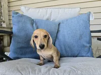 Whiskey, a male Miniature Dachshund for sale in Goshen, IN – 2 of 6