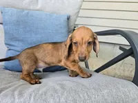 Dalgona, a male Miniature Dachshund for sale in Goshen, IN – 5 of 6