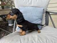 Zelda, a female Miniature Dachshund for sale in Goshen, IN – 2 of 6