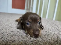 Milo, a male Miniature Dachshund for sale in Goshen, IN – 2 of 5