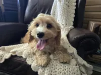 Luigi, a male Cavapoo for sale in Goshen, IN – 4 of 5