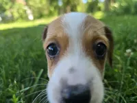 Katie, a female Miniature Dachshund for sale in Goshen, IN – 3 of 6