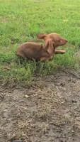 Dalgona, a male Miniature Dachshund for sale in Goshen, IN – 4 of 7