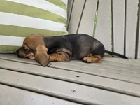 Cortado, a male Miniature Dachshund for sale in Goshen, IN – 3 of 5