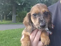 Frappuccino, a male Miniature Dachshund for sale in Goshen, IN – 2 of 6